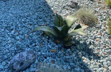 Sotto il fico - Foto 56