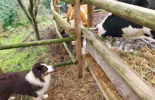 Il Gufo e l' Allodola - Foto 34