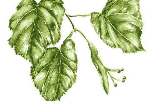 Lindenhof Wohnung 2, Erdgeschoß - Foto 24