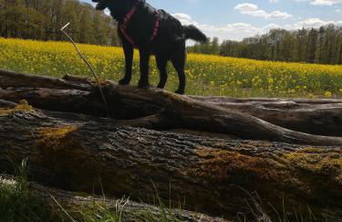 Lichte Wohnung zum Wohlfühlen - Foto 30