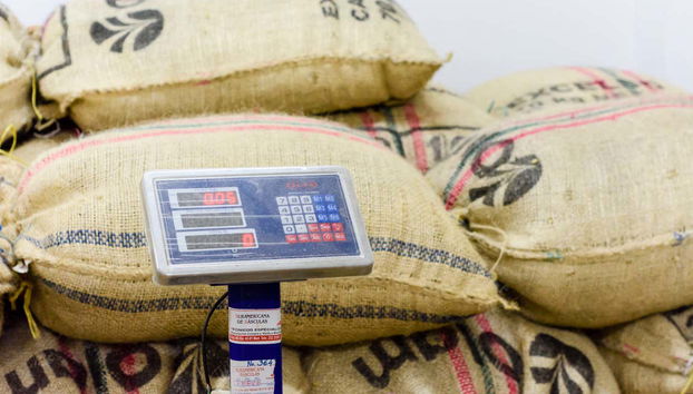 Tour por una finca de café de Salgar - Foto 4, Contemplando los sacos de café en una fábrica de Salgar