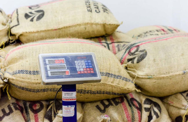 Tour por una finca de café de Salgar - Foto 4