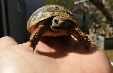 Apartments Lanterna Ražanac - Foto 4