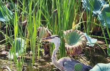 StylishAptWtrGrdnOppLake&Prk&Yrd - Foto 26