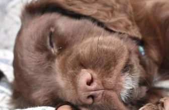 The Barn Yr Ysgubor - Photo 15