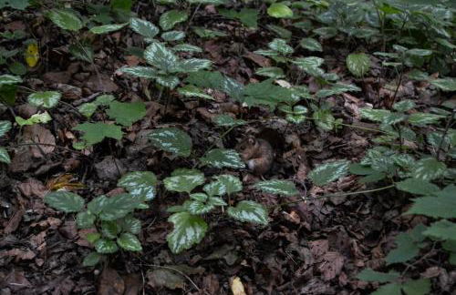 Zum Windfeld - Foto 41