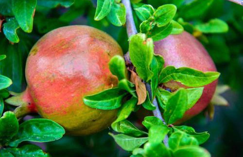 Jasmine house - Foto 41