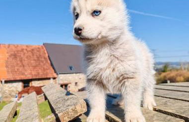 Le Ranch Normand - Foto 42