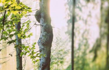 Ruhiges COZY Apartment im Bayerischen Wald WIFI - Photo 13