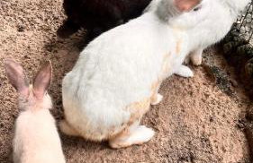 Fazendinha Parque Raposa - Foto 26