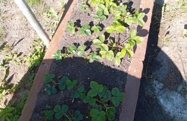 Dom na wsi u Kasi HAJNÓWKA BIAŁOWIEŻA NA WYŁĄCZNOŚĆ - Foto 63