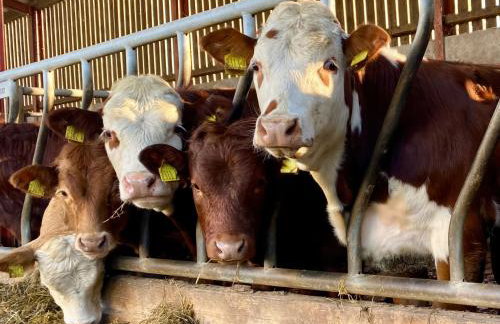 Betty's Farm Cottage - Foto 76