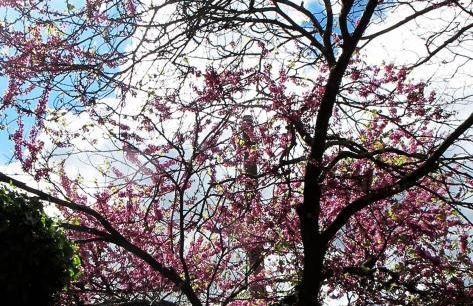 Villa Sofia 1714 - Foto 12