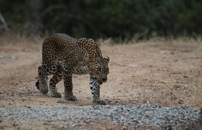Wilpattu Tree House Hotel - Foto 45
