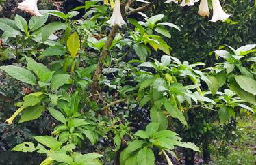 Casa do Alto (ground floor apartment) - Foto 61