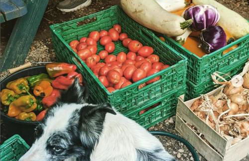 Cabayourte à la mauvaise herbe - Foto 19