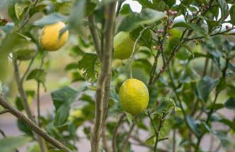 Casa da Amparo - Foto 7