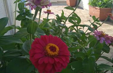 Anthemis Studios - Photo 1