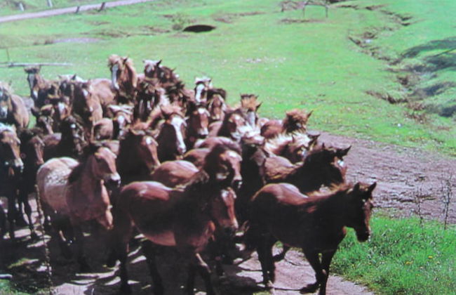 Ski-Lake Cottage Nízke Tatry - Foto 17