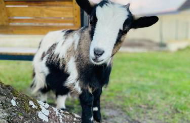 Gîte Les Nymphéas - Foto 13