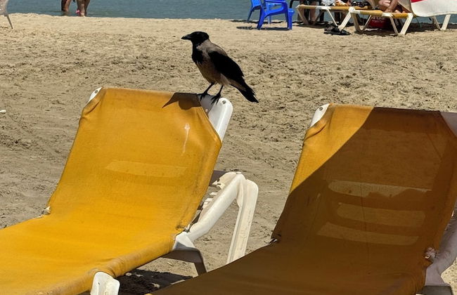 Prince Palace Netanya Central Beach - Foto 38