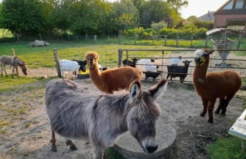 FeWo Lena - Photo 10