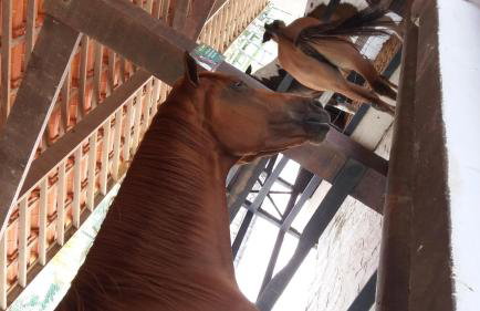 Flat Fazenda Cond Monte Castelo-Ao lado da Piscina - Foto 37