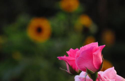 Casa L&M - Refúgio com Horta Biológica Certificada - Foto 27