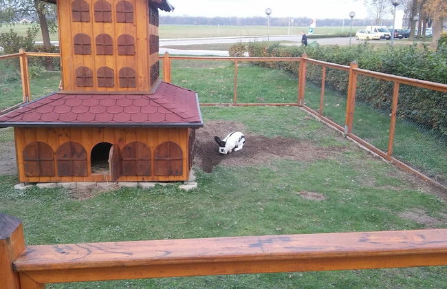 Tourist farm and beekeeping Salamun - Foto 22