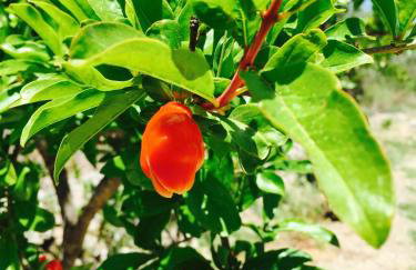 Gaia Apartments - Photo 15