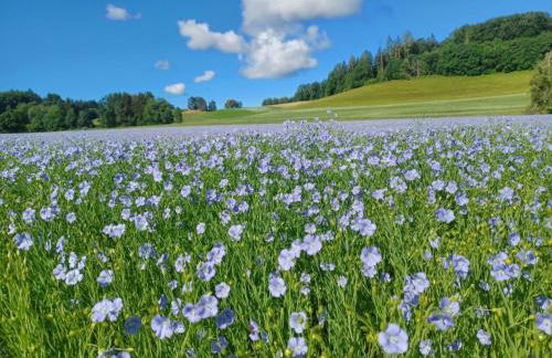 Rösslerhof Ferienwohnung Obstwiese - Photo 19