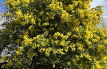 Vuelos de Montaña l - Foto 49