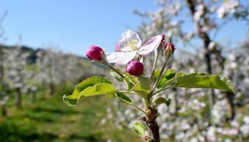 Unterfrickhof - Foto 5, Garden