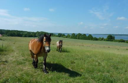 Landhaus Fischersruh Plauer See - Foto 9