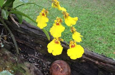 Casa Colonial Térrea no Saco da Capela em Ilhabela - Foto 37