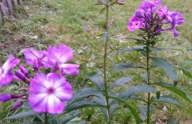 Gasthaus Piesau - Thüringer Wald - Rennsteig - Foto 45