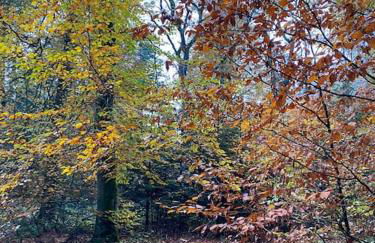 Urlaub mit Hund im Ferienhaus am Wingster Wald - Foto 12