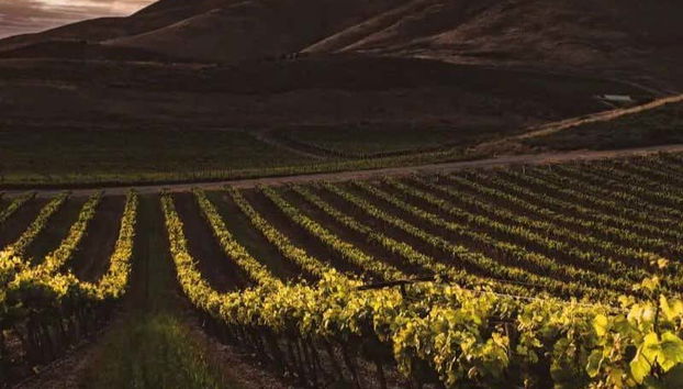 Aguascalientes Vineyards Tour - Foto 4