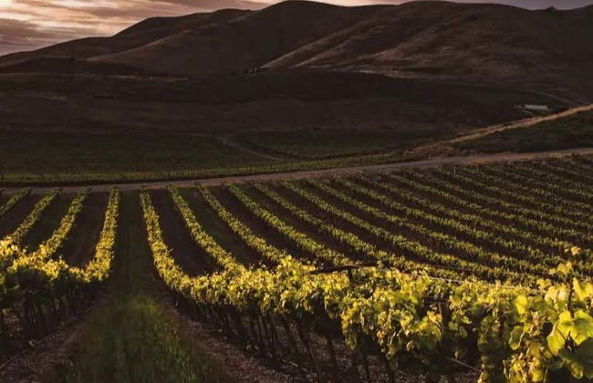 Aguascalientes Vineyards Tour - Foto 4