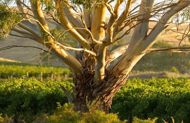 Dégustez le Barossa : Expérience de dégustation de vin - Visite en petit groupe - Photo 4