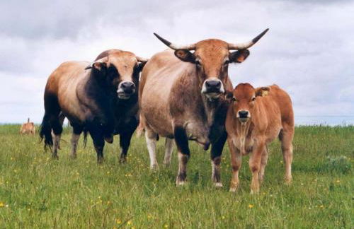 Gîte au calme pleine nature près d'un ruisseau - Foto 39
