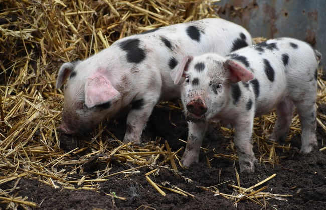 Mongolian Yurts Fordhall Organic Farm - Photo 28