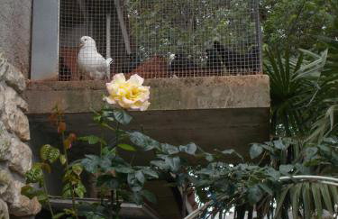 Apartments Sara - Foto 39