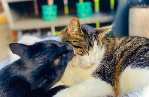 Hofwies-Exklusiv - Privates Luxus-Boutique Ferienhaus 8 Pax - Foto 40