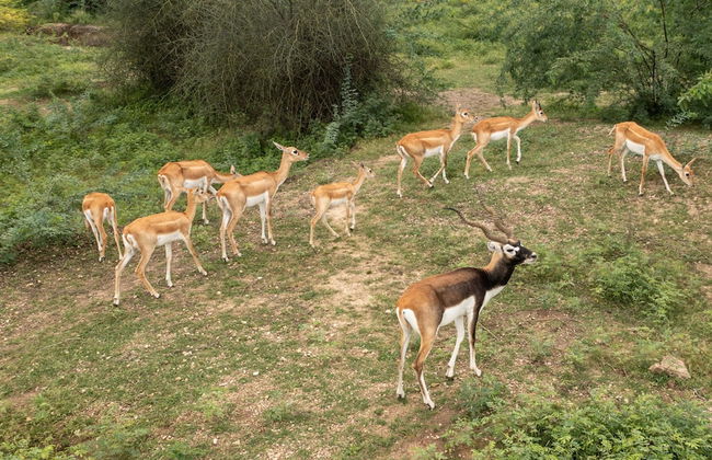 amã Stays & Trails Abhay Villa, Bisalpur - Foto 43