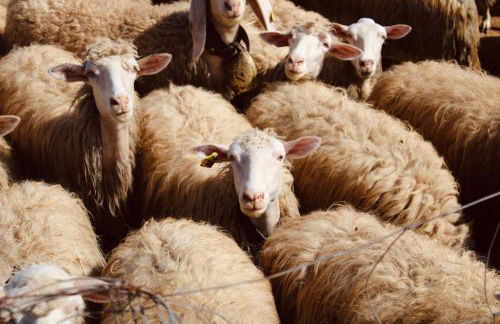 Agricampeggio La Piaggia - Agriturismo - Foto 14