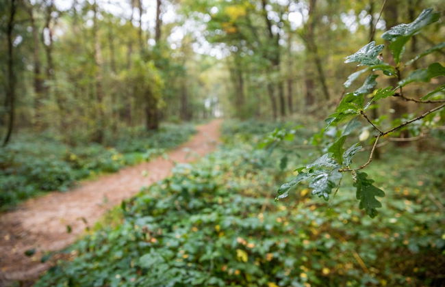 Chalet in Eindhoven Near Green Forests - Photo 25