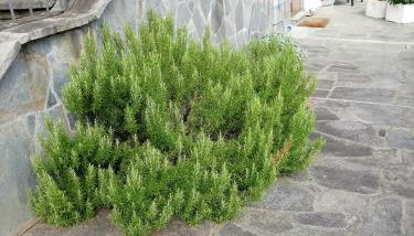 Villa Banfi - Foto 2