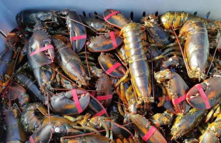 Post and Beam Hikers Dream fire pit pet - Foto 28