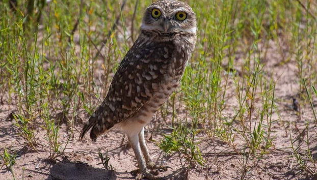 Fijándonos en la fauna de la región